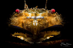 Velvet crab, Oosterschelde, The Netherlands. by Filip Staes 